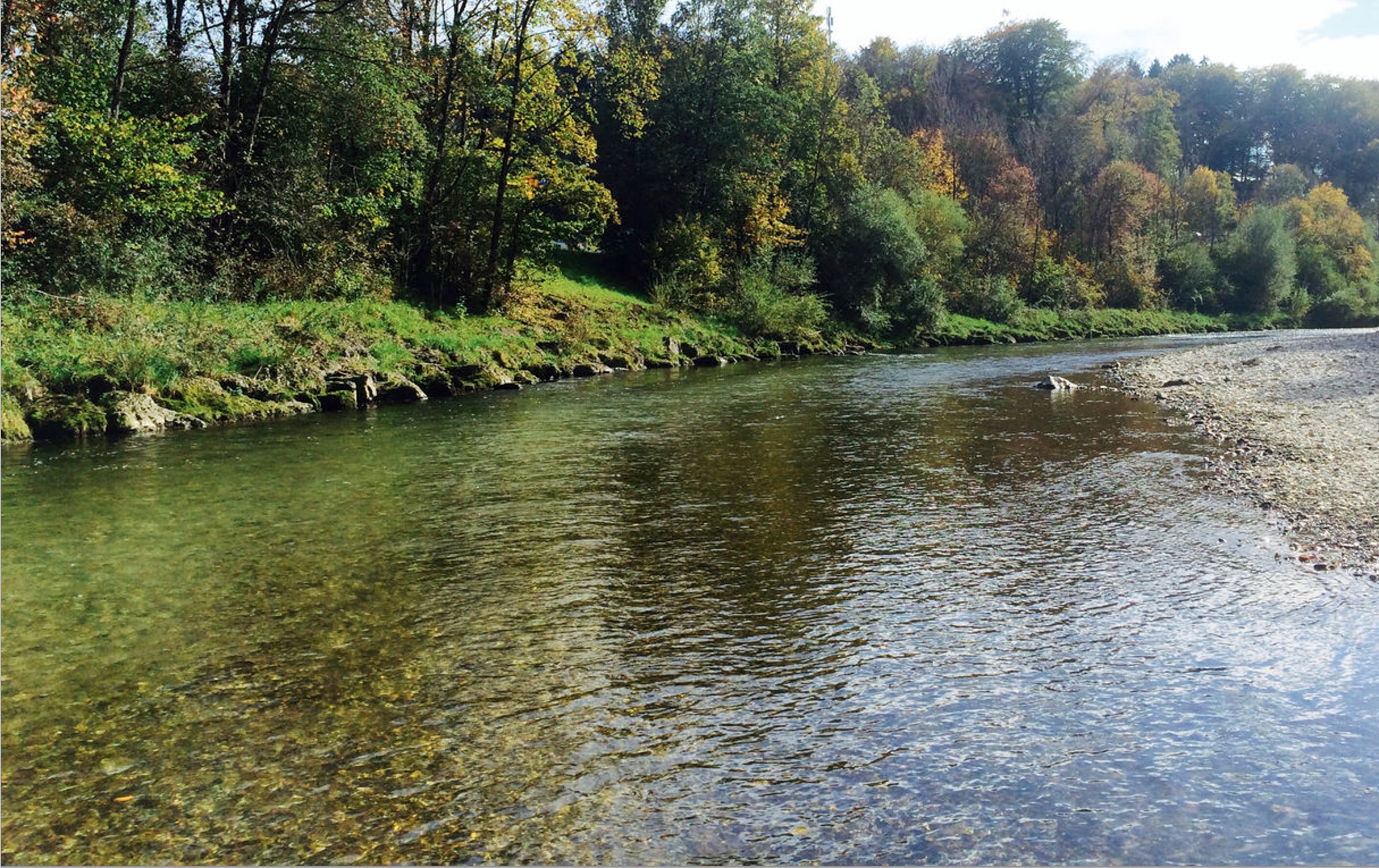 Kiesbänke, tiefe Züge und gesunde Fische machende Deutsche Traun zu einem traumhaften Revier für Fliegenfischer. Foto: R. Mirkovic