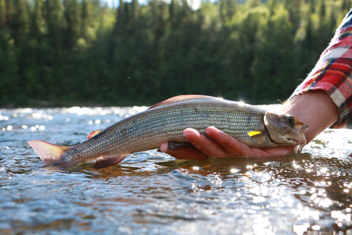 Das Fischsterben am Hochrhein 2018 wurde durch die große Hitze ausgelöst. Foto: BLINKER/F.Pippardt