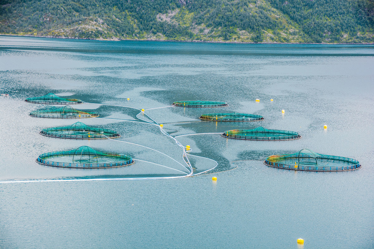 In Lachsfarmen werden Fische in großen Mengen gezüchtet. Gelangen die Zuchtlachse in die Wildnis, ist das für die Umwelt eine Katastrophe.