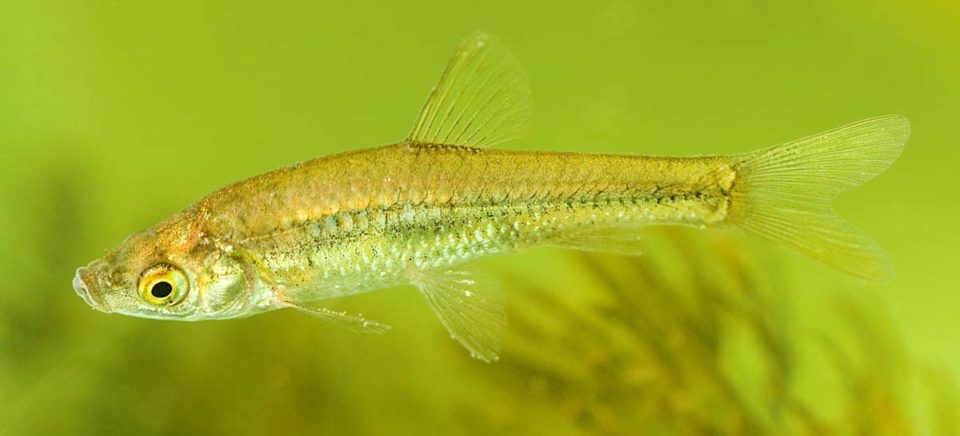 Invasive Art aus Asien Blaubandbärbling bedroht Karpfen und Schleien