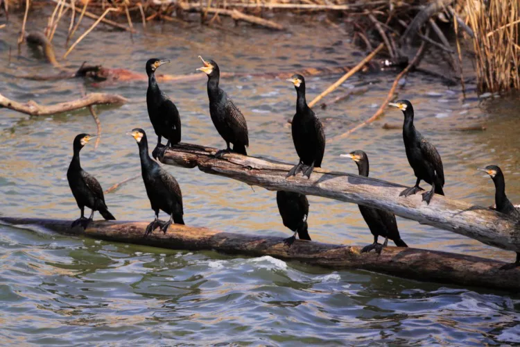 Ein Kormoran frisst pro Tag ungefähr 500 Gramm Fisch. Foto: BLINKER/O. Portrat