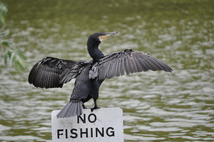 „Nicht angeln!“ – leider können Kormorane nicht lesen. Foto: Pixabay