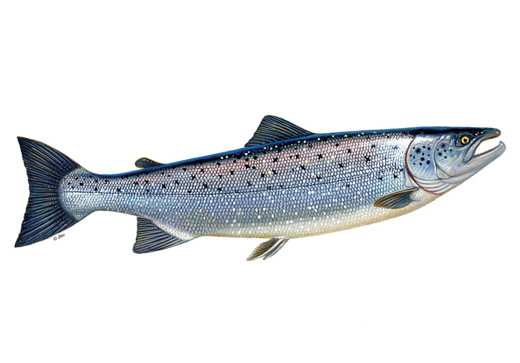 LachsRezepte So lecker schmeckt Fisch BLINKER