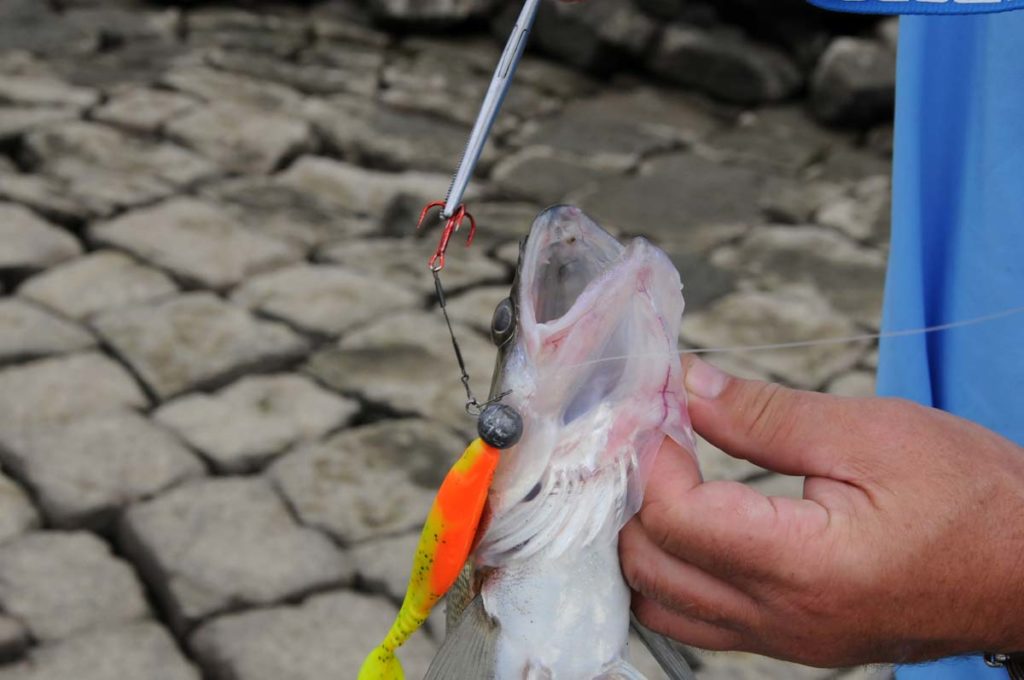 Beim entfernen des Stingers sollte zur eigenen Sicherheit eine Lösezange verwendet werden, sonst hängt der Haken bei einem schütteldenen Fisch im eigenen Finger. Foto: BLINKER/S. Kaufmann