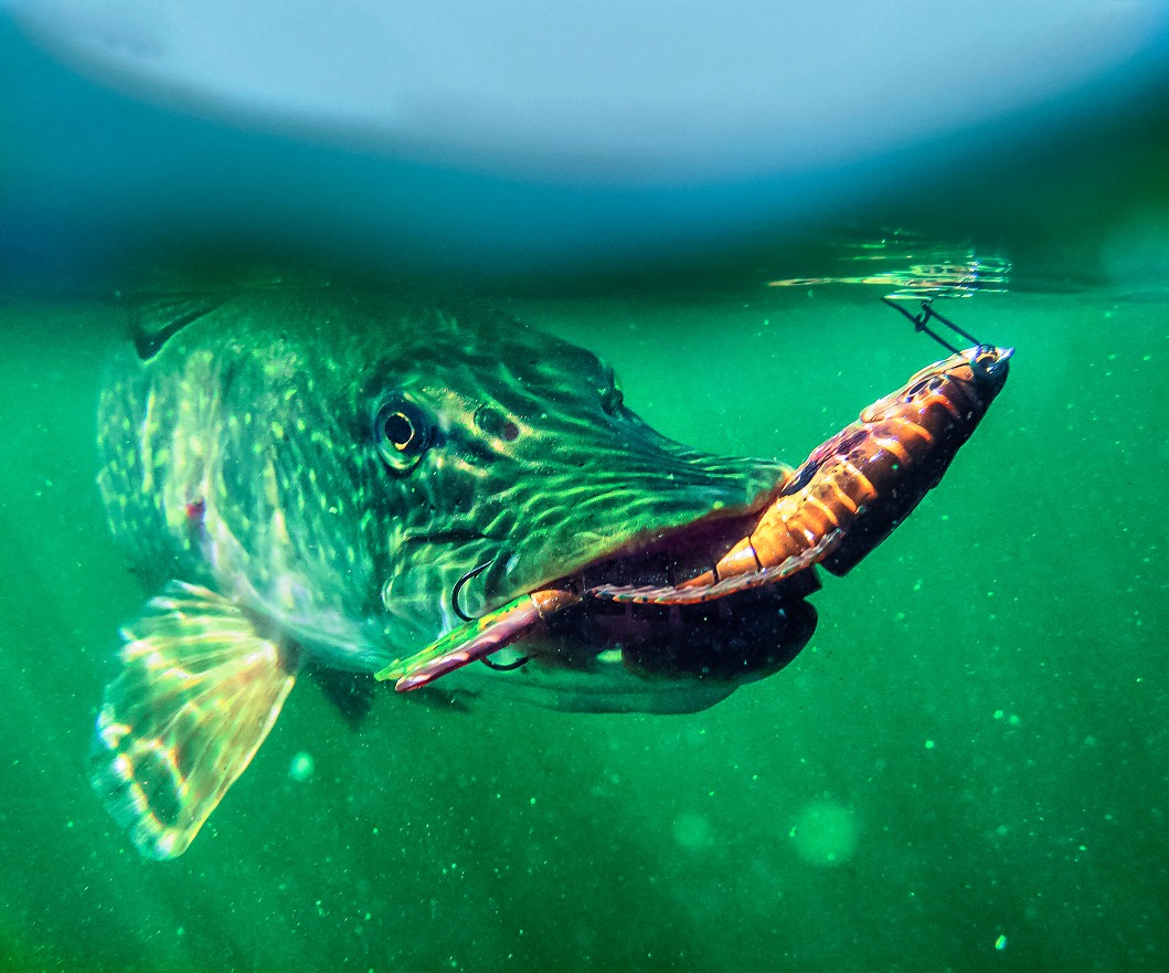 Swimbait hecht unter Wasser