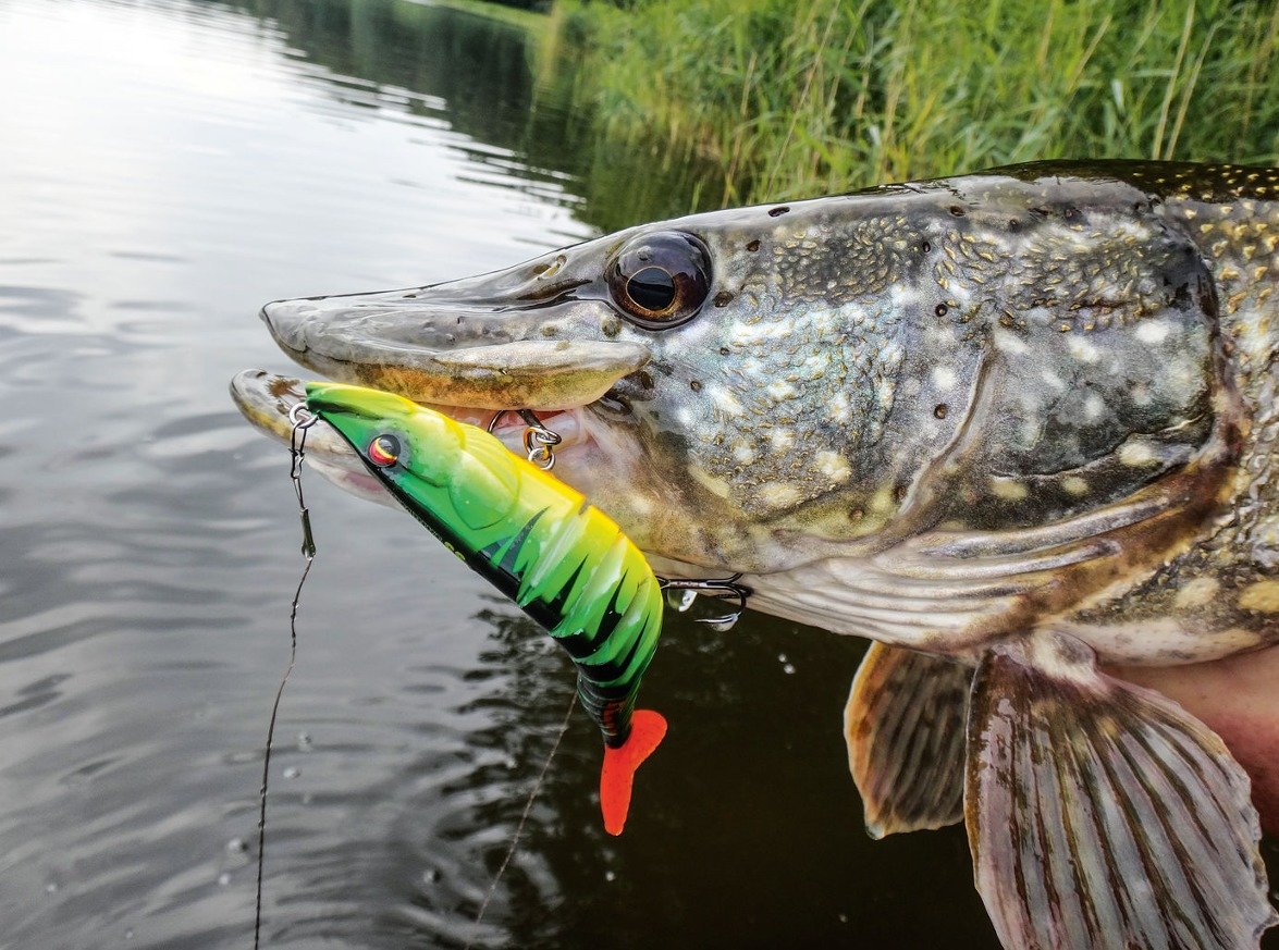 Swimbait hecht