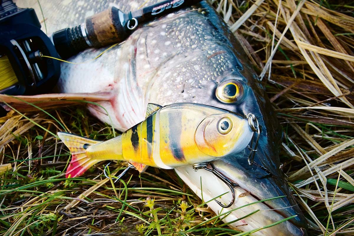 Swimbaits liegen voll im Trend. Diese Kunstköder können an manchen Tagen den Unterschied zwischen Fangen und Nichtfangen ausmachen. Foto: W. Krause