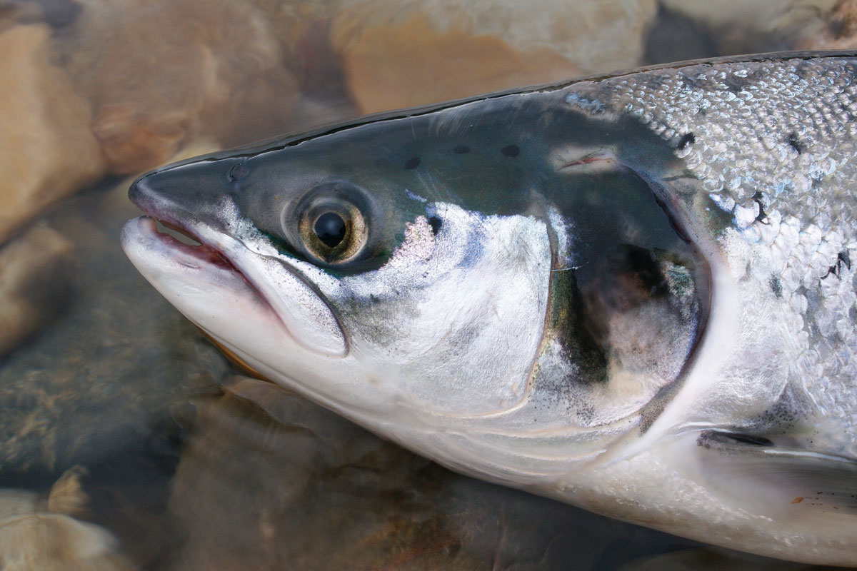Der Fisch des Jahres 2019 ist ein beliebter Speisefisch, der auch bei Anglern hoch im Kurs steht. Foto: E.Hartwich