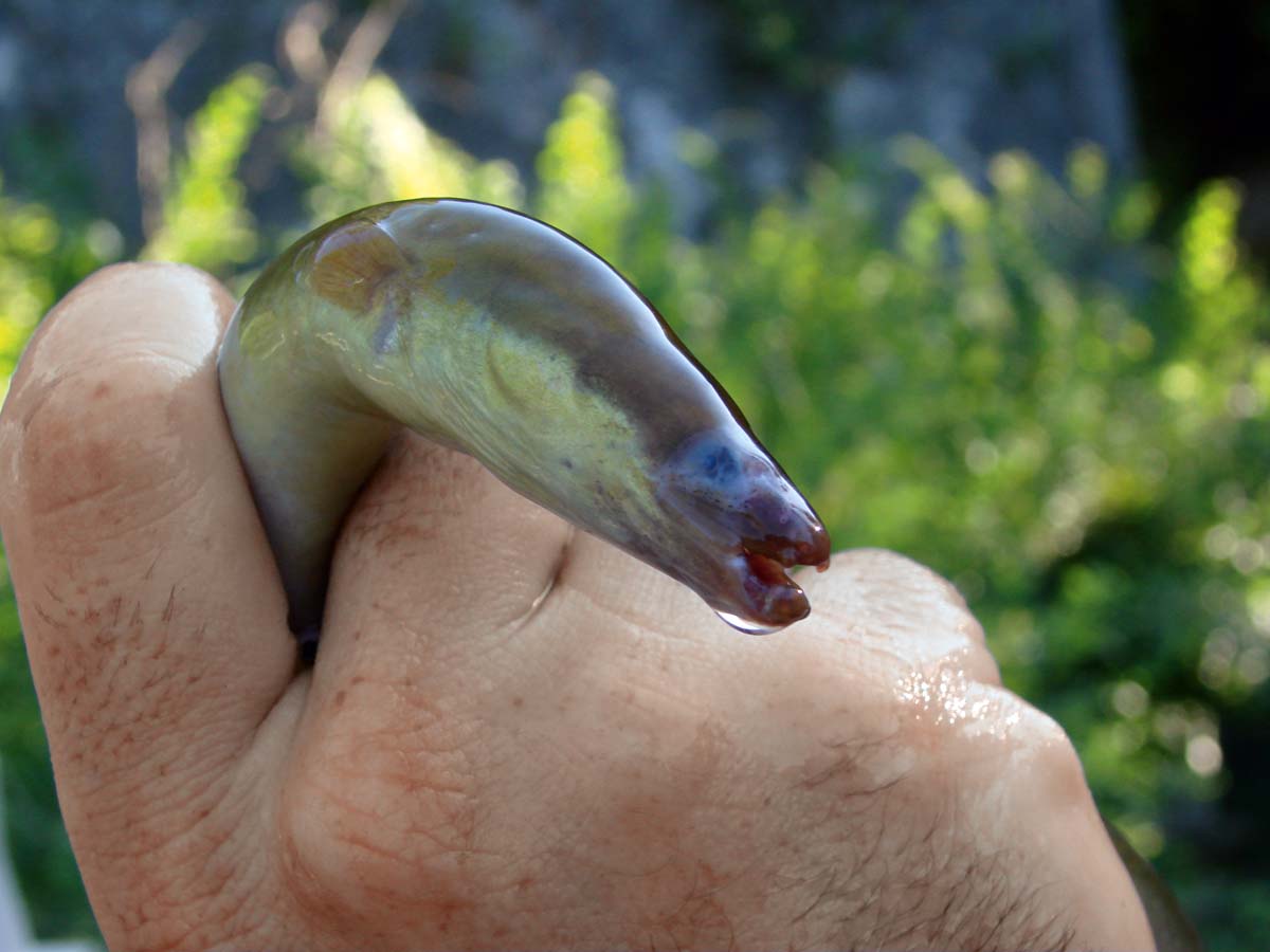 Dieser Aal ist von Vibriose befallen. Die Verletzungen an seinem Maul und den Augen beeinträchtigen den Fisch extrem. Foto: Christophe Barla