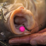 Das Spinner-Rig ist die perfekte Montage zum Karpfenangeln mit auftreibenden Ködern. Foto: karpfen/Max Hendry