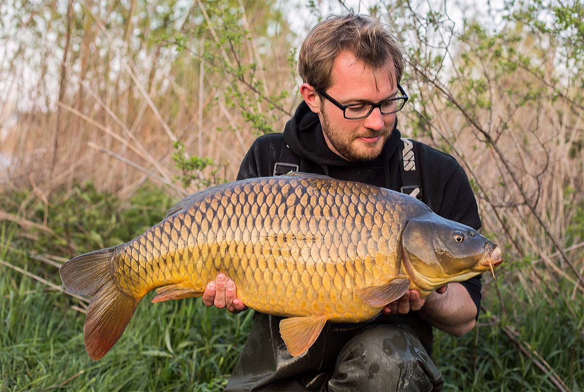 Dieser tolle Karpfen wurde mit dem Ronnie-Rig sicher gehakt. Foto: karpfen/Max Hendry