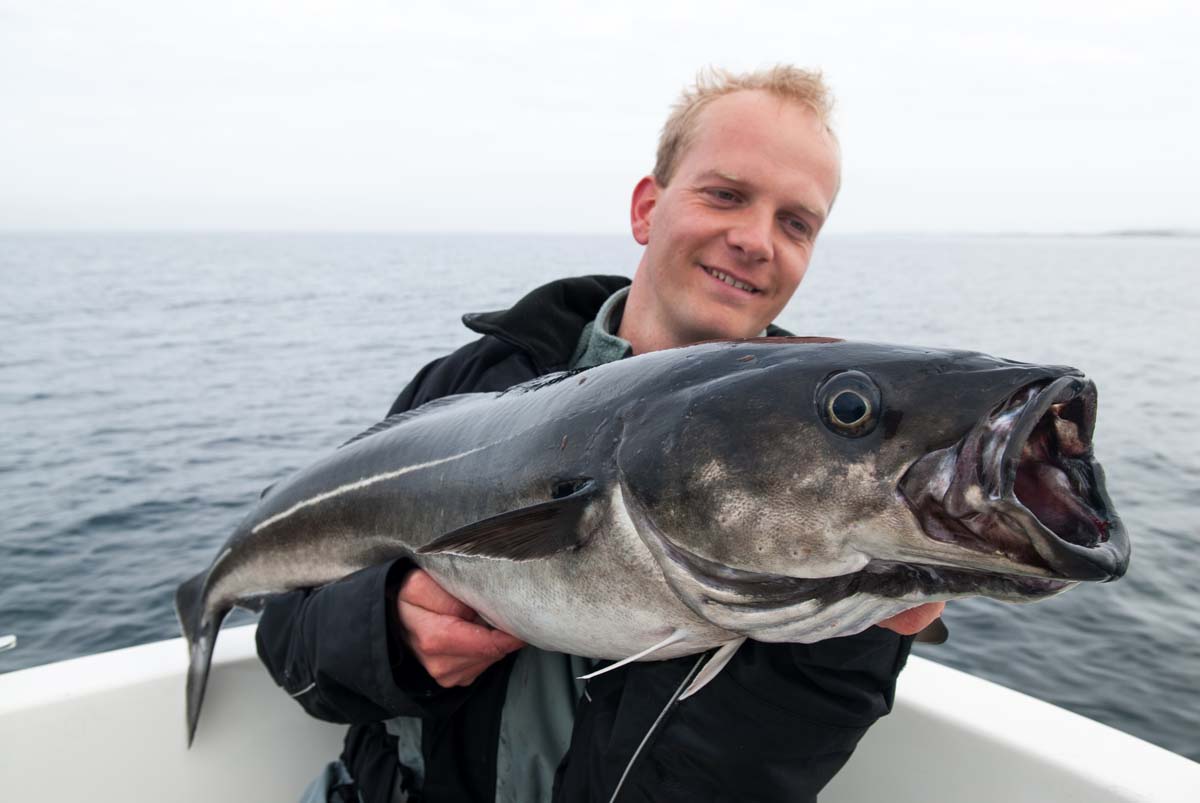 Für seine großen Seelachse bekannt: der Ramsøyfjord zwischen Hitra und Smøla. Foto: R. Korn 