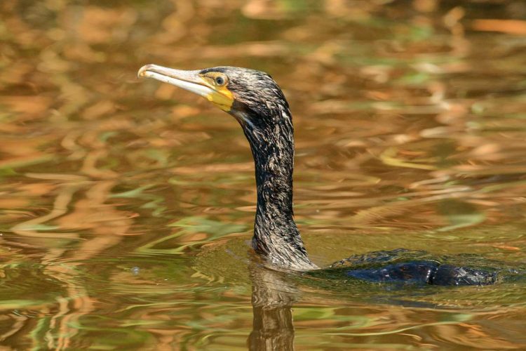 Die schwarzen Vögel können vor allem in kleineren Gewässern starken ökologischen und wirtschaftlichen Schaden anrichten. Daher ist die Jagd auf den Kormoran ein wichtiger Faktor von Jägern und Anglern. Foto: O. Portrat
