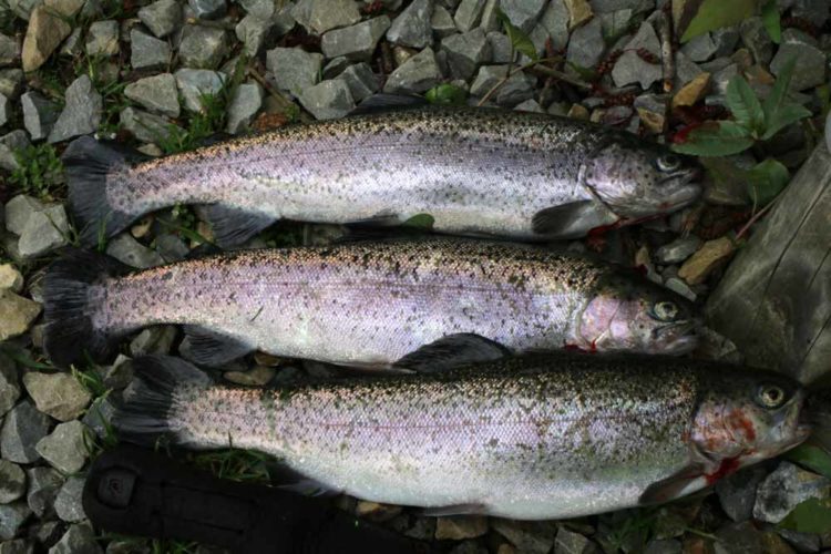 Schon nach kurzer Zeit hatte jeder Angler ein paar Forellen gelandet.