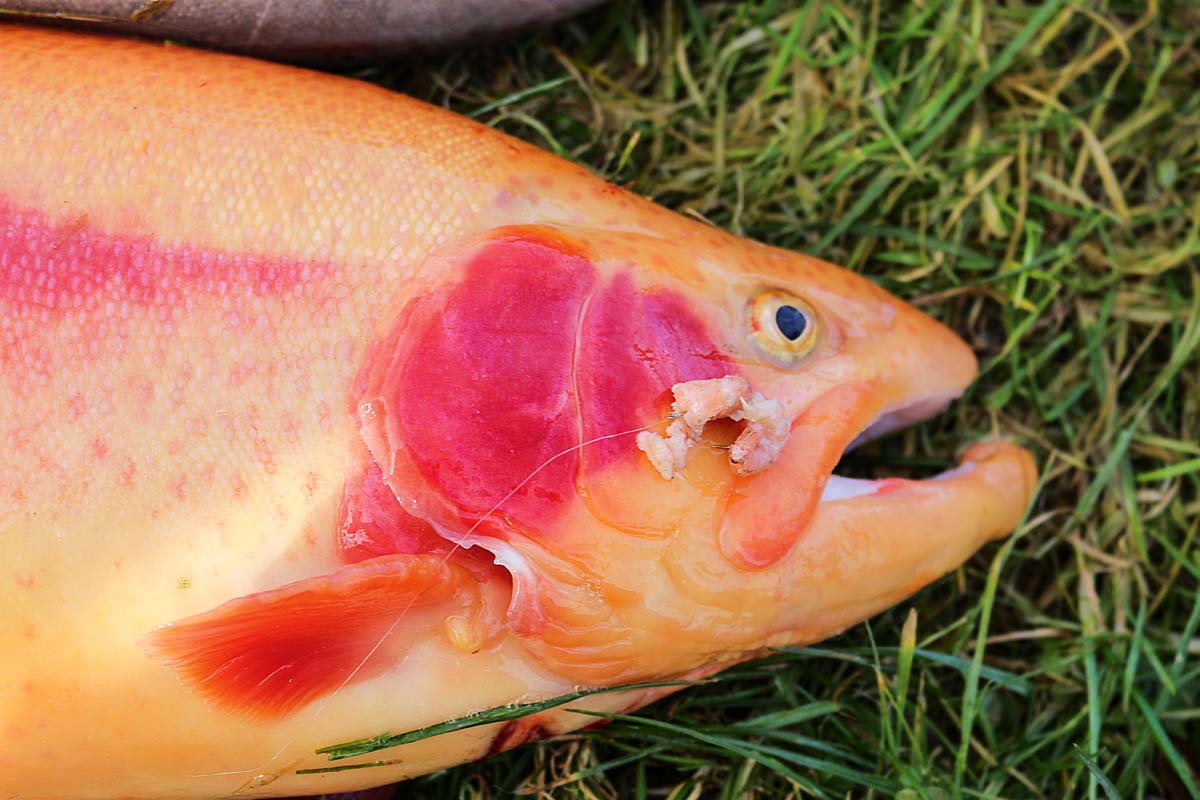 Diese Forelle hat sich die kleinen Krabben schmecken lassen. Foto: BLINKER