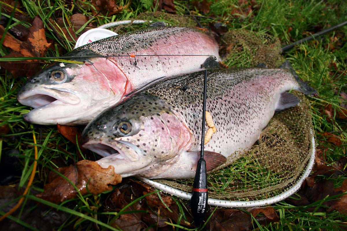 Zielfisch Nummer eins an Forellenseen: Die Regenbogenforelle. Foto: G. Bradler