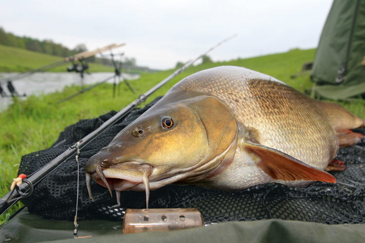 Beim Barbenangeln geht es zur Sache: Die Fische lieben die starke Strömung und wissen sie im Drill zu nutzen. Feedern macht dort besonderen Spaß. Foto: AngelWoche / W. Hauer