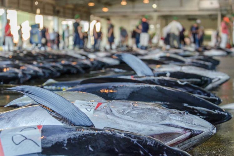 Ein japanischer Restaurantbesitzer zahlte auf dem berühmten Tsukiji-Fischmarkt von Tokyo die astronomische Summe 2,7 Millionen Euro für einen Blauflossenthunfisch. Etwa 80 Prozent der gesamten Fänge von Blauflossen-Thunfisch werden nach Japan exportiert.