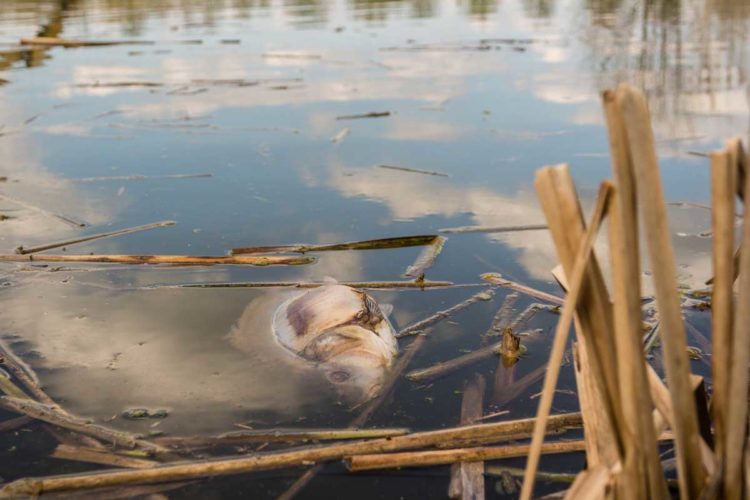 Durch das große Fischsterben bei Greetsiel verendeten Tonnen von Fischen.