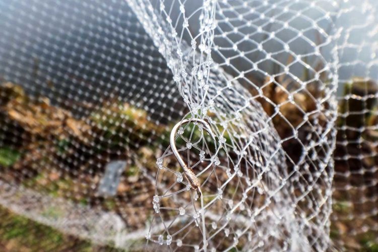 Fischer aus dem bayrischen Raum hatten in der Donau bereits Hunderte Gelbe Drachenwelse gefangen. Es ist also nur eine Frage der Zeit, bis sich die Fischart auch in weiteren Gewässern ausbreitet. Foto: AW