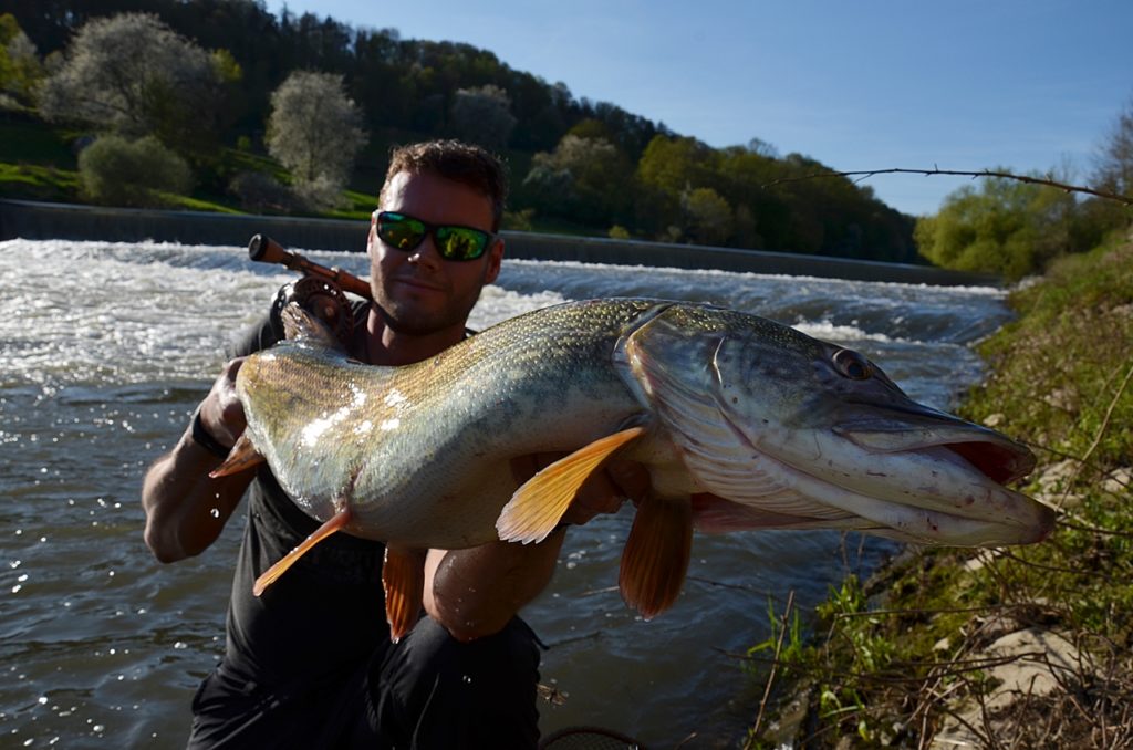Was Fliegenfischen auf Hecht so spannend macht? DAS! Dieses “Flusskrokodil” hat Andreas Funk mit dem Streamer gefangen. Foto: A. Funk
