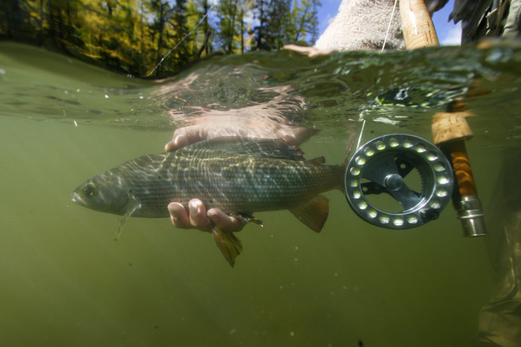 Beim Fliegenfischen in der Donau bei Ulm ist die Äsche der Hauptfisch.