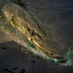 Fliegenfischen auf Hecht mit großen Streamer ist sehr spannend und vor allem effektiv!
