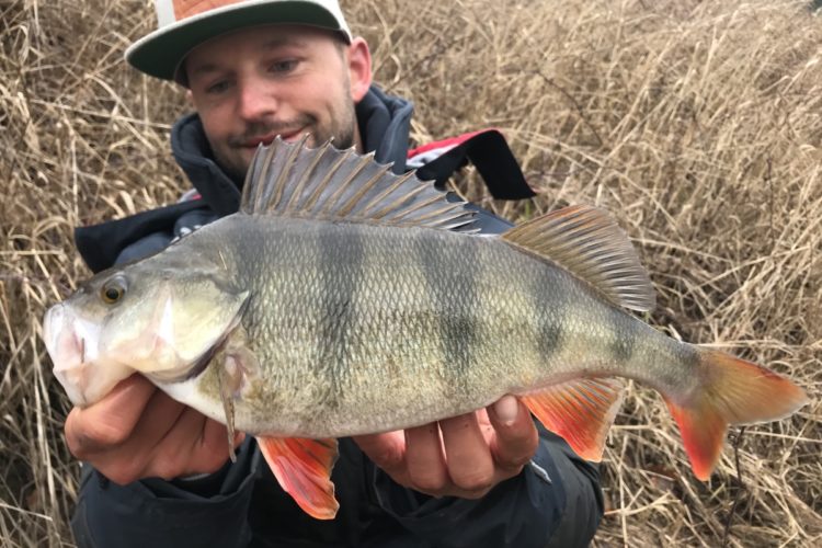 Diesen Barsch von 40 cm ging Sebastian Buschbeck in Sachsen an den Haken.