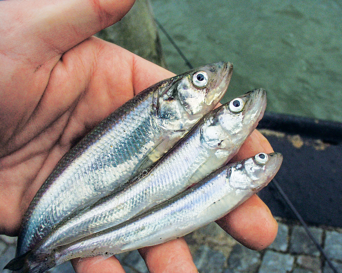 Stinte lassen sich mit kleinen Naturködern oder auch Paternostern regulär fangen, Einige Angler versuchen aber leider, die Fische zu reißen. 