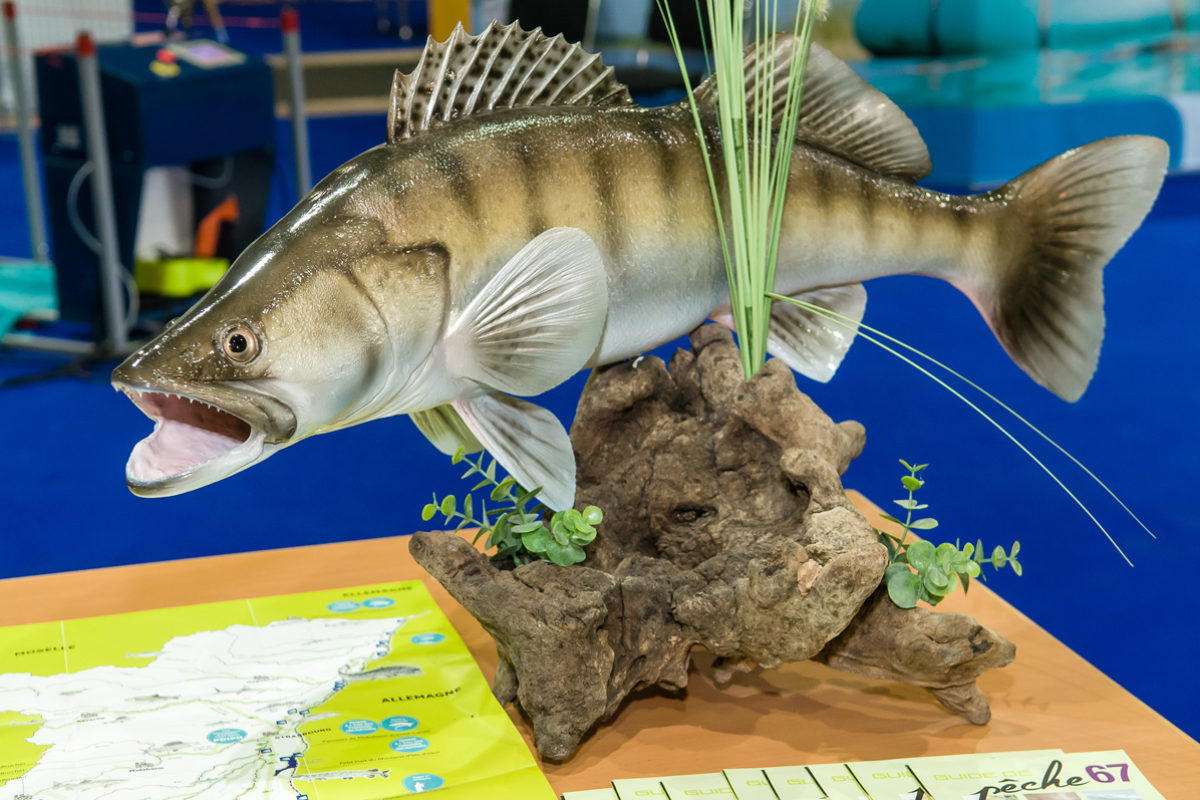 Taucht auf der Wild&Fisch ein, in eine faszinierende Erlebniswelt zwischen Ambiente, Action und spannenden Fachvorträgen, die durch zahlreiche Verbände aus Deutschland, Frankreich und der Schweiz leidenschaftlich mitgestaltet wird.