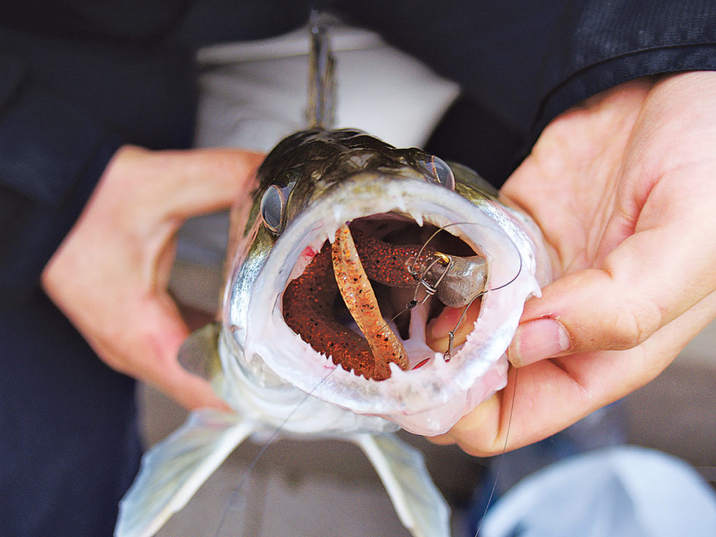 Streetfishing Der moderne Weg zum Fisch BLINKER