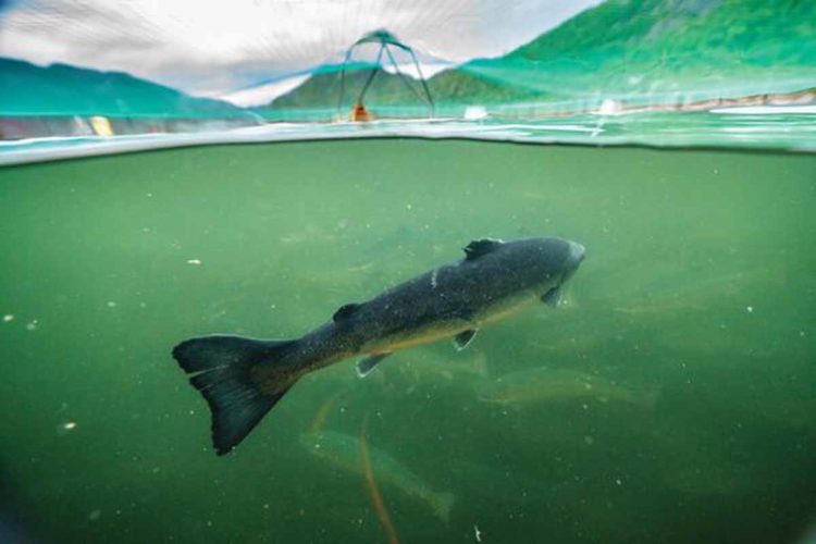 Der Film Artifishal zeigt die Gefahren, die Fischaufzuchtstationen und Fischzuchten für wild lebende Lachse bedeuten.