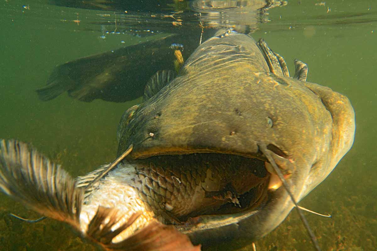 Große Köderfische sind ideale Welsköder! Foto: Blinker/O.Portrat