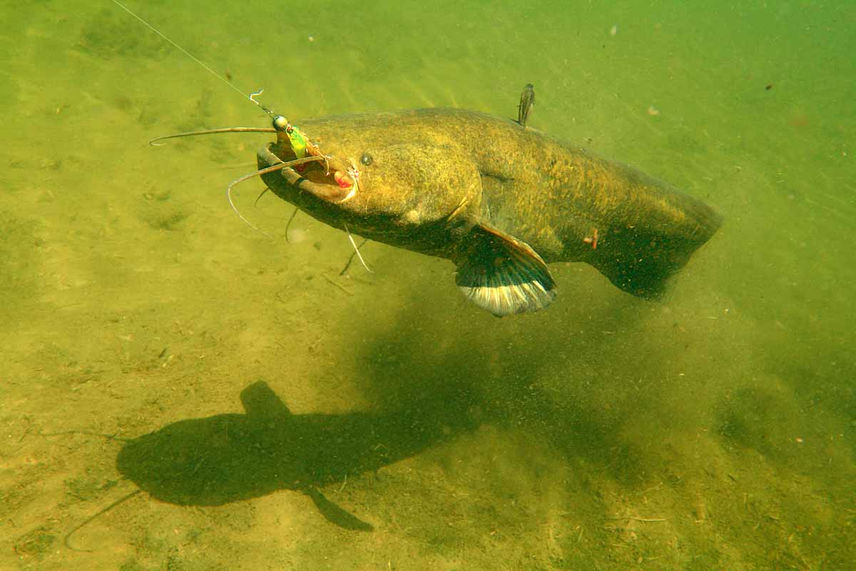 Gummifische sind Top-Köder zum Spinnfischen auf Wels. Foto: Blinker/O.Portrat