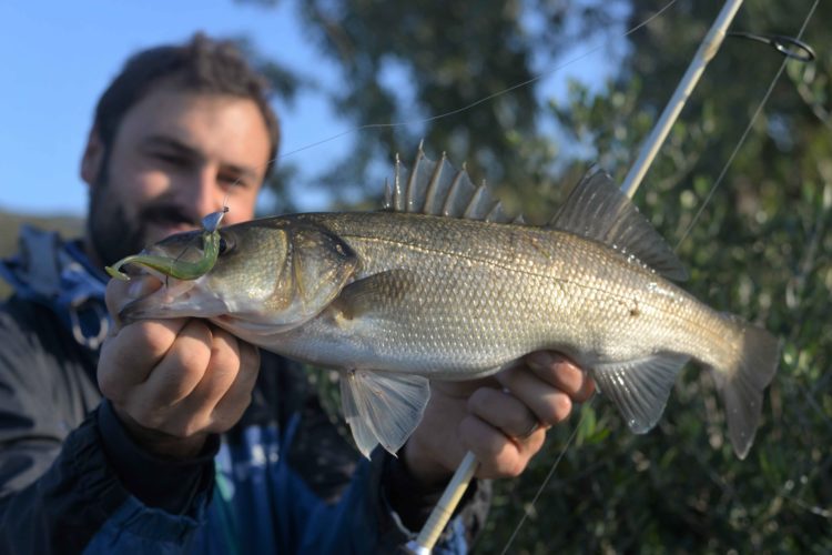 Angler mit Wolfsbarsch, der einen Gummifisch am bebleiten Offsethaken gefressen hat