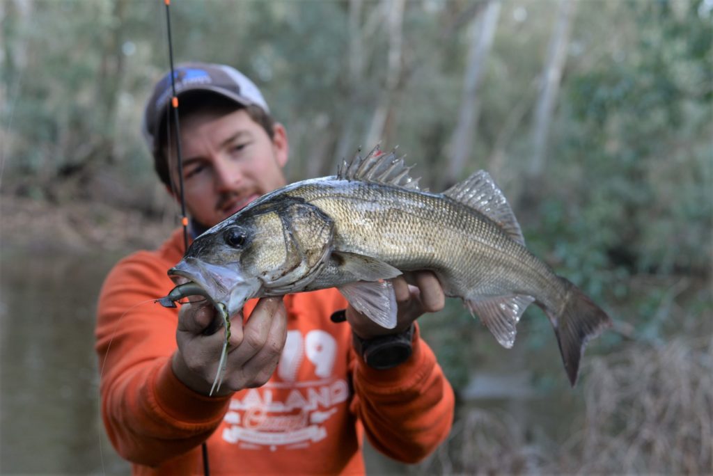 Angler mit Wolfsbarsch, der einen Gummifisch am bebleiten Offsethaken gefressen hat