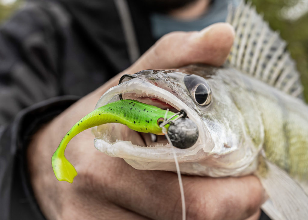 Zander mit Gummifisch am Bleikopf