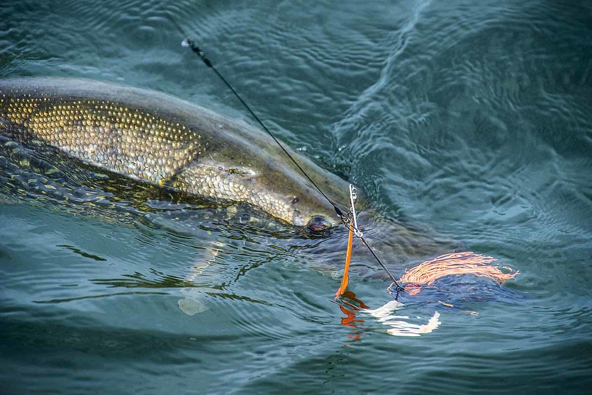 Das Angeln mit Spinnerbait ist eine gute Methode, um HEchte im Kraut zu fangen. Foto: Blinker/B.Rozemeijer