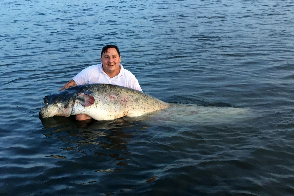 Wieder wurde ein Welsangler angezeigt, weil er ein Fisch schwimmen ließ und es der örtlichen Presse mitteilte. Das Tier hatte eine Länge von 2,21 Meter und wog 80-Kilogramm.