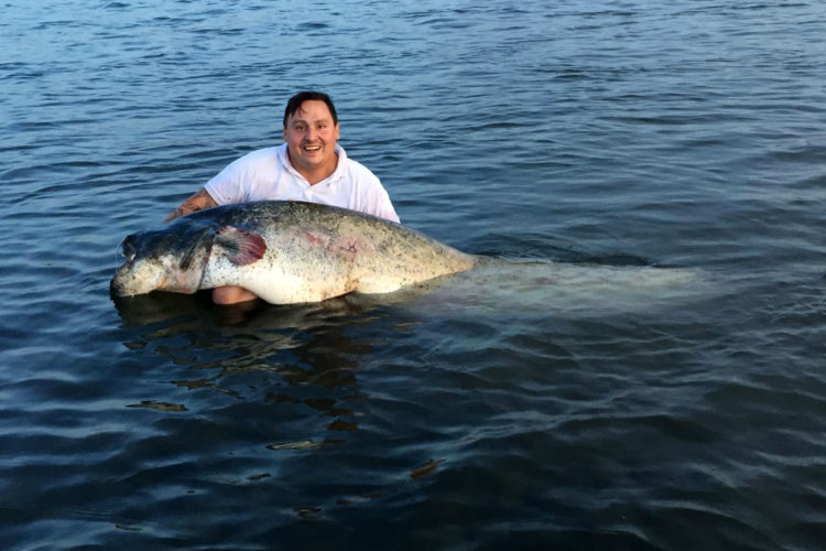 Wieder wurde ein Welsangler angezeigt, weil er ein Fisch schwimmen ließ und es der örtlichen Presse mitteilte. Das Tier hatte eine Länge von 2,21 Meter und wog 80-Kilogramm.