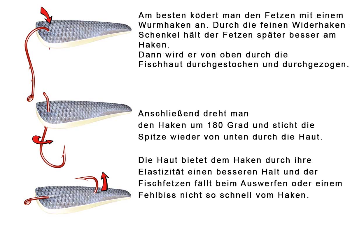 Am besten ködert man den Fetzen mit einem Wurmhaken an. Durch die feinen Widerhaken am Schenkel hält der Fetzen später besser am Haken. Dann wird er von oben durch die Fischhaut durchgestochen und durchgezogen.