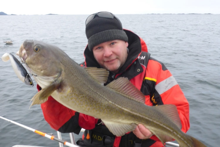 Dorsch aus den Schären vor den Lofoten