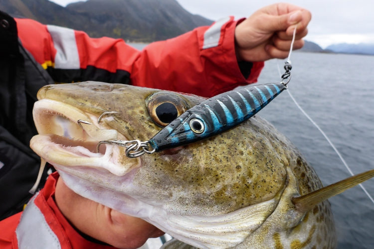 Beim Angeln vor den Lofoten: Dorsch auf Pilker
