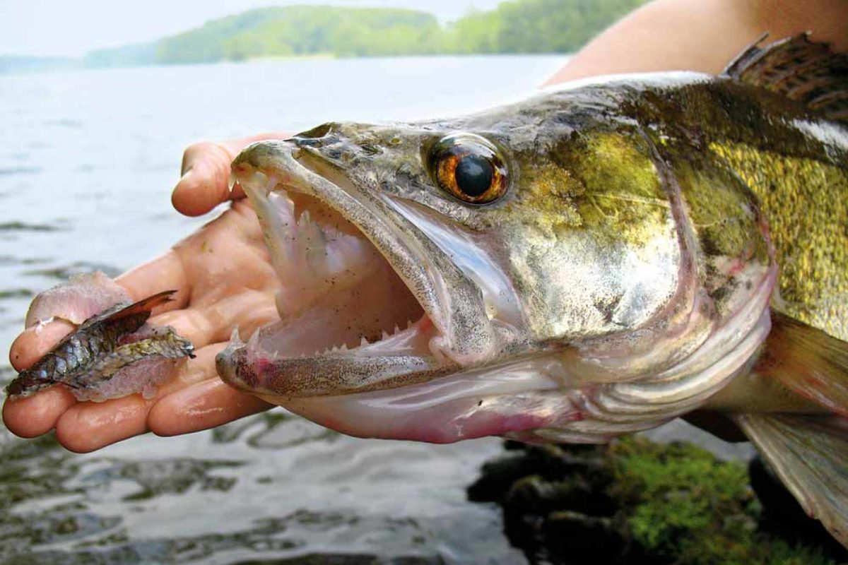 Ob vom Boot oder Ufer – beim Zanderangeln mit Fischfetzen stehen die Chancen auf ein Glasauge gut.