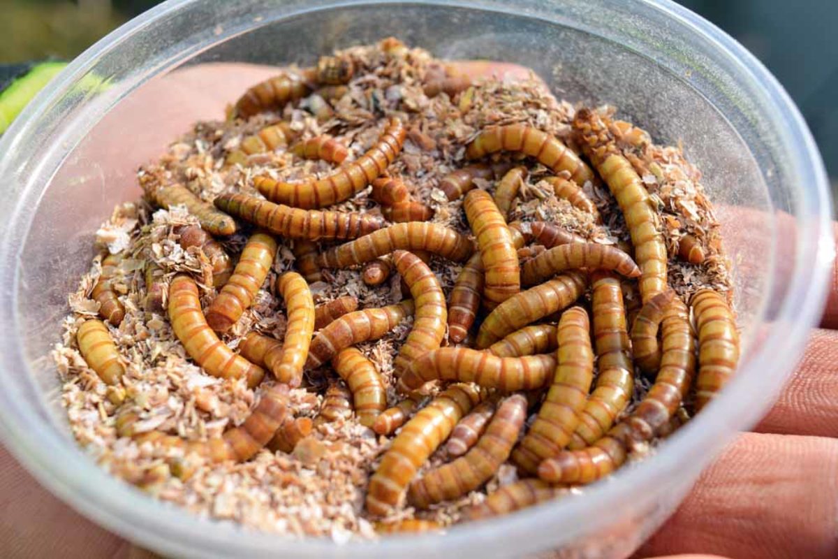 Forellenangeln mit Mehlwurm bringt viele Vorteile mit sich. Sie sind z.B. dunkler gefärbt als Bienenmaden, werden aber von den Forellen genauso gern gefressen.