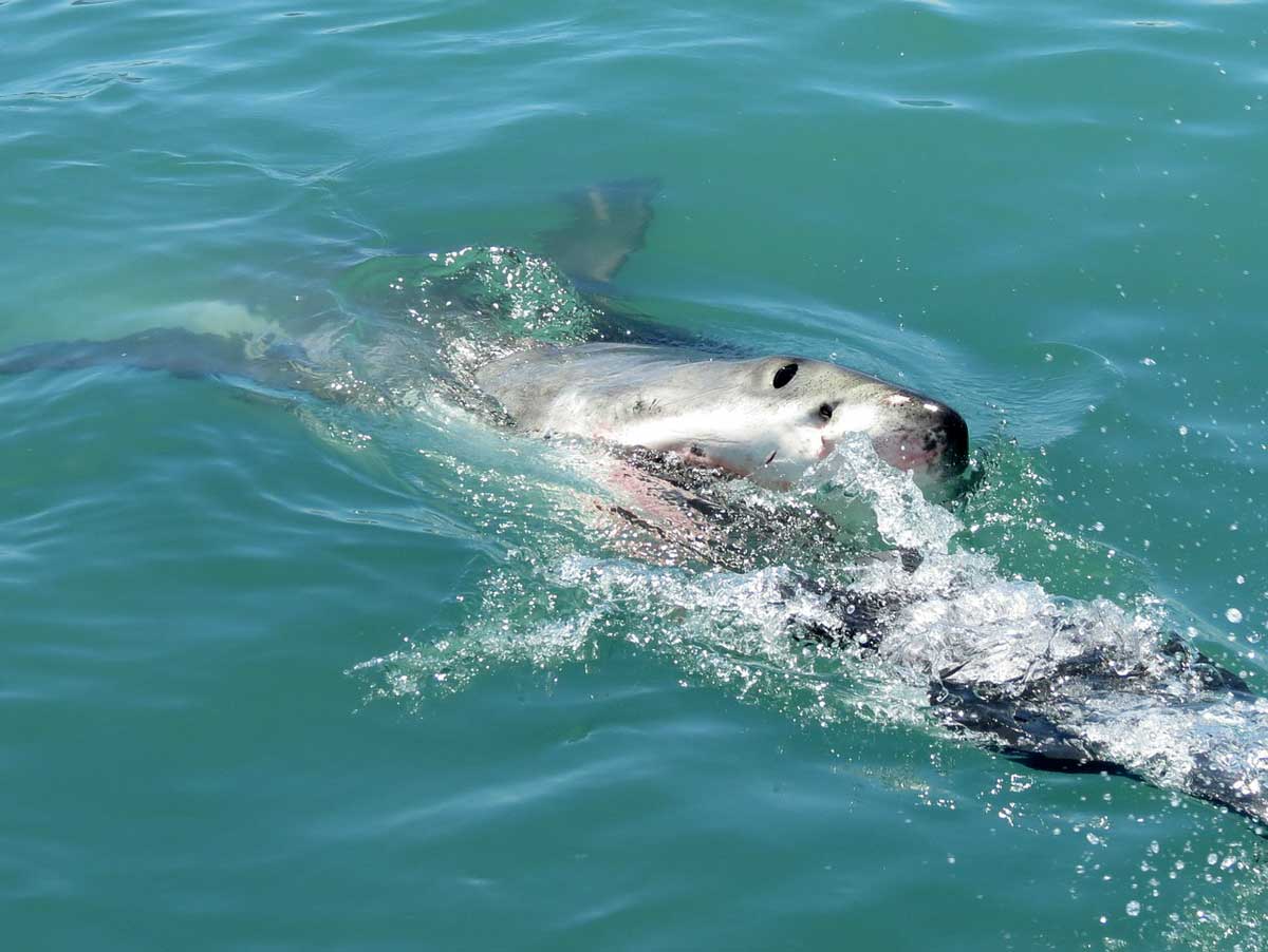 Laut Hai-Experten kommt es am New Smyrna Beach in Florida weltweit am häufigsten zu Attacken auf Menschen.