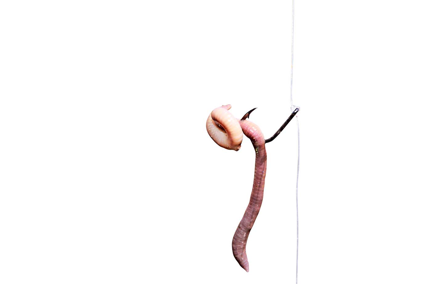 Zweimal durchstochen am Dropshot-System – so schmeckt der Wurm den Barschen.