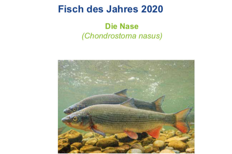 INFORMATIONSFLYER_NASE_FISCH