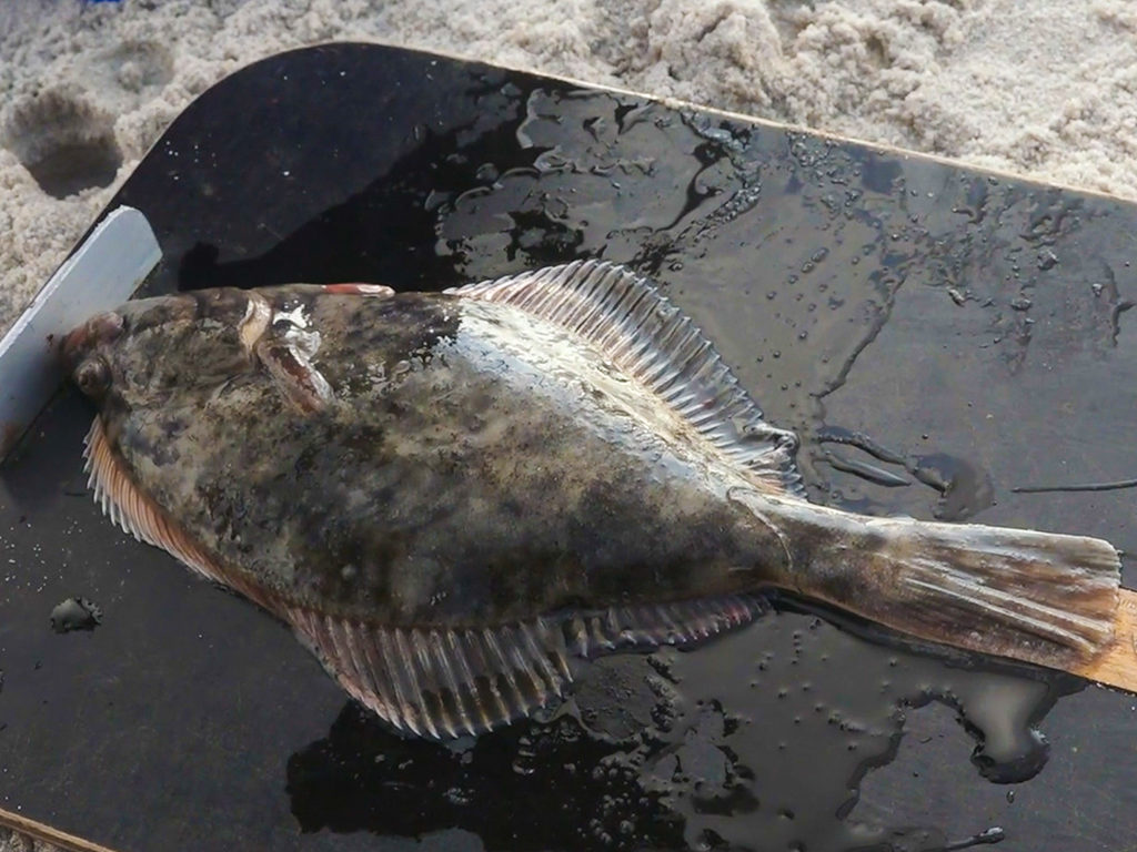 Plattfische lassen sich hier das ganze Jahr über fangen. Foto: BLINKER