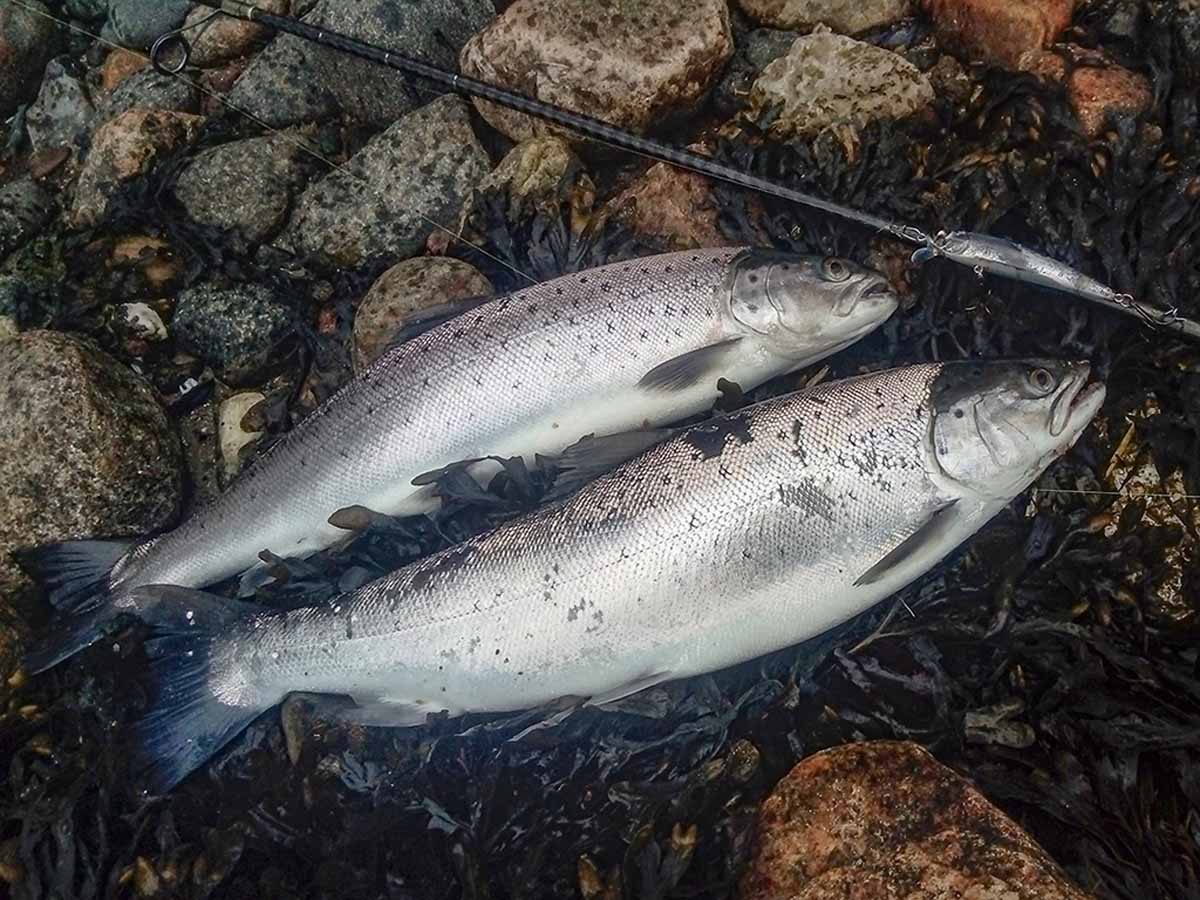 Wenn die Heringe in den Haderslev Fjord ziehen, folgen ihnen auch die größeren Forellen. In der Regel beißen aber eher kleiere Fische – dafür aber viele! Foto: Blinker